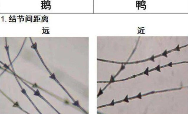 羽绒服鸭绒和鹅绒哪个好 鸭绒哪个保暖性好