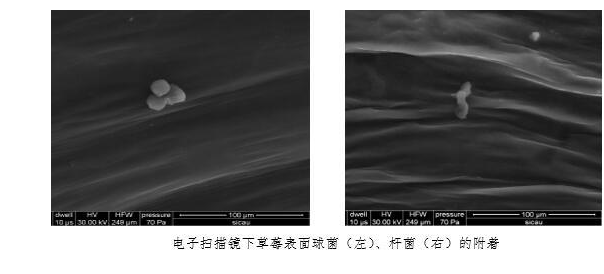 吃草莓前一定要用盐水泡吗 关于草莓的几个问题