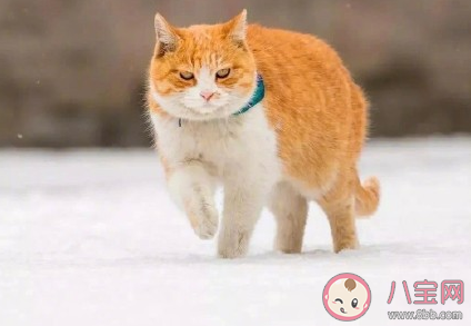 2021年的第一场雪祝福句子 新年第一场雪经典说说