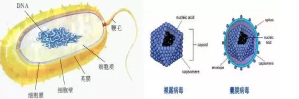 为了预防病毒可以提前吃一些抗生素吗 蚂蚁庄园1月22日答案