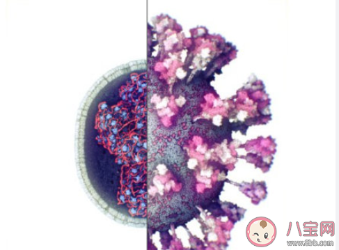 新冠病毒的首个3D图像是怎样的 新冠病毒究竟长什么样子