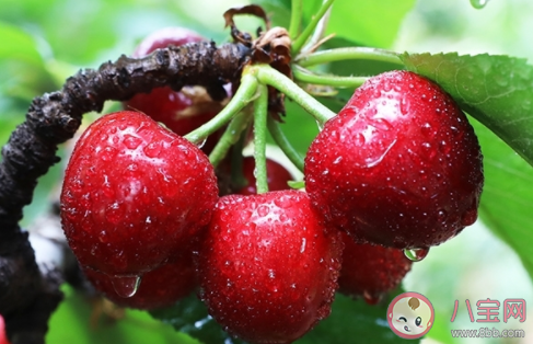 车厘子一天能吃很多吗 车厘子吃多了有什么害处