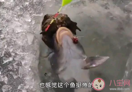 钓鱼遇上金蟾抱鲤是怎么回事 金蟾抱鲤是怎样的