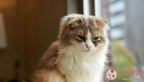 go猫粮双十一批次出现问题是真的吗 go猫粮真假辨别