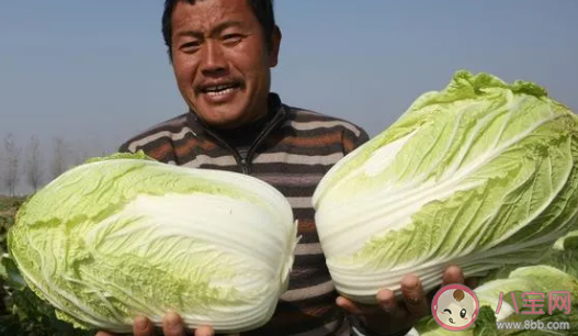 2021年白菜为什么突然涨价了 白菜什么时候降价