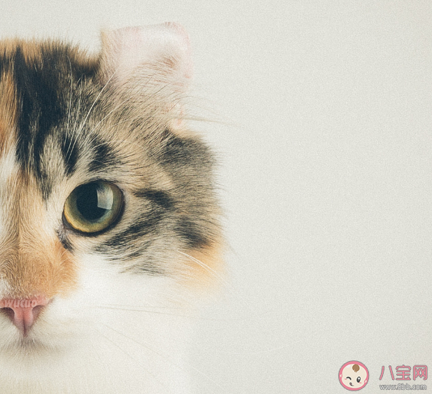 新手最适合养哪种猫 哪种猫体质最好