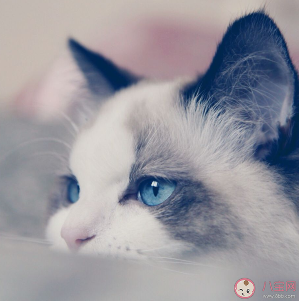 新手最适合养哪种猫 哪种猫体质最好