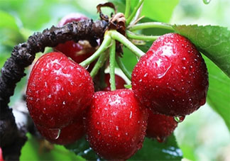 车厘子一天能吃很多吗 车厘子吃多了有什么害处