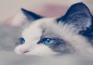 新手最适合养哪种猫 哪种猫体质最好
