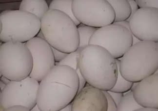 鹅蛋为什么形状上有大有小 鹅蛋选大的好还是小的好