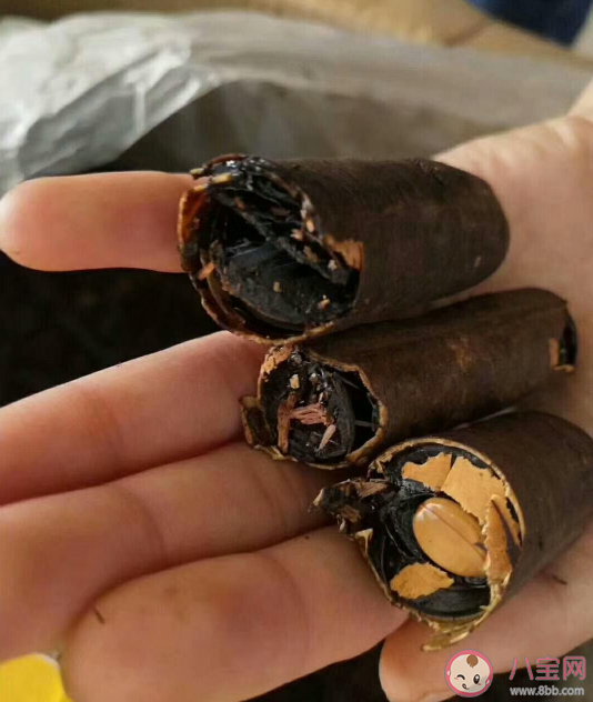 便秘果可以治疗便秘吗 便秘果果实有毒性吗