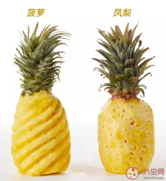 凤梨和菠萝是不是同一种水果有什么区别 凤梨和菠萝有什么关系 凤梨和菠萝是不是同一种水果有什么区别 凤梨和菠萝有什么关系