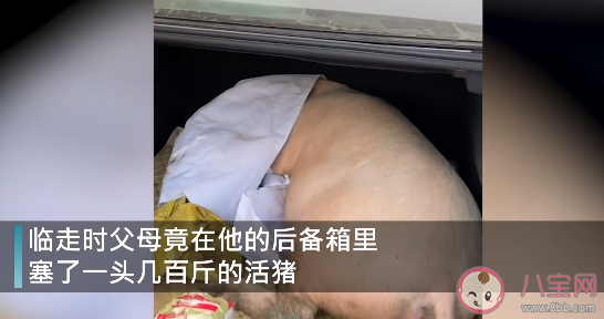 男子回家探亲离别时爸妈送活猪是怎么回事 过年各地猪肉多少钱一斤了
