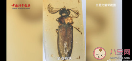 科学家发现1亿年前萤火虫祖先是真的吗 萤火虫老祖宗是谁