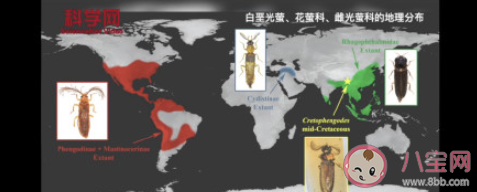 科学家发现1亿年前萤火虫祖先是真的吗 萤火虫老祖宗是谁