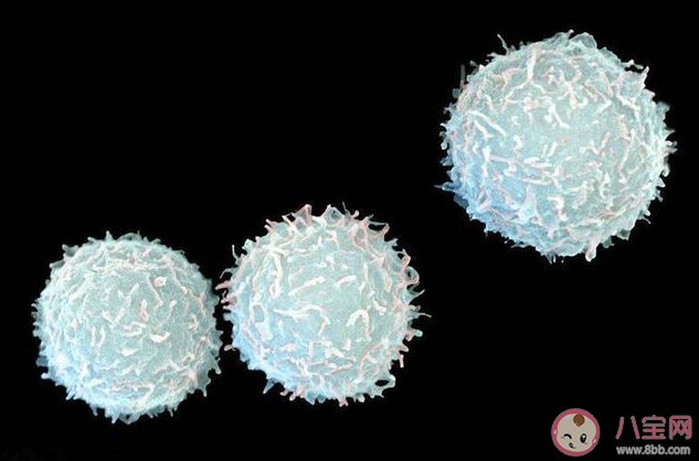 化疗白细胞降低怎么办 白细胞下降会有什么危害后果