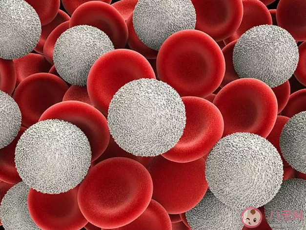 化疗白细胞降低怎么办 白细胞下降会有什么危害后果