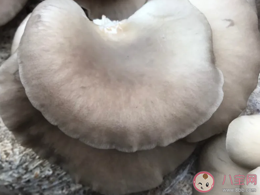 平菇长白色霉什么原因还能吃吗 平菇放久了吃会中毒吗