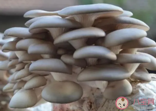 平菇长白色霉什么原因还能吃吗 平菇放久了吃会中毒吗