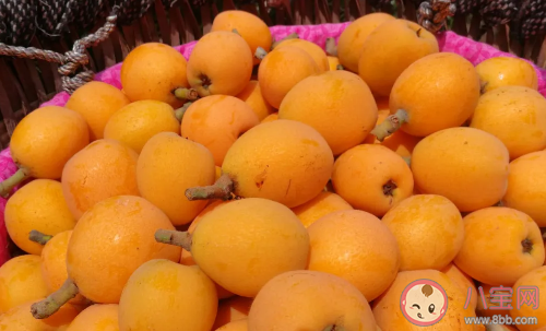 不熟的枇杷吃了会怎么样 枇杷叶喝了真的能止咳吗