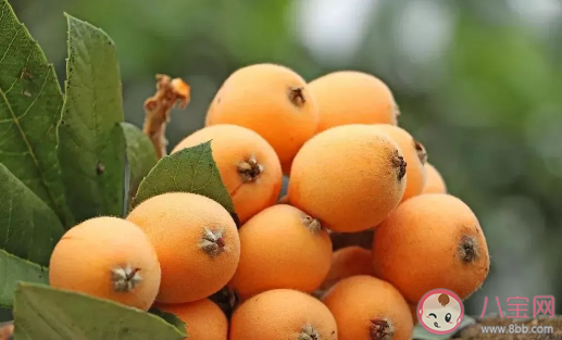 不熟的枇杷吃了会怎么样 枇杷叶喝了真的能止咳吗