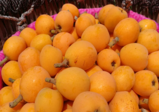 不熟的枇杷吃了会怎么样 枇杷叶喝了真的能止咳吗