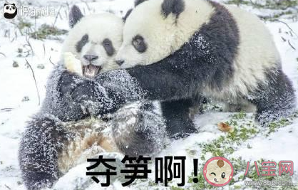 山上的笋都被你夺完了什么意思 笋都被你夺完了什么梗