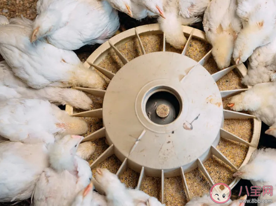 超市里便宜20元一只的烤鸡真的能吃吗 速成鸡是属于哪种品种