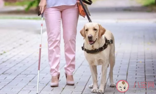 你能接受导盲犬进入公共场所吗 导盲犬为什么不能摸