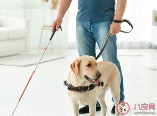 你能接受导盲犬进入公共场所吗 导盲犬为什么不能摸