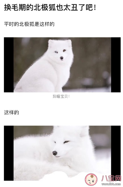 北极狐遇上换毛期是怎样的 ​北极狐换毛期是什么时候