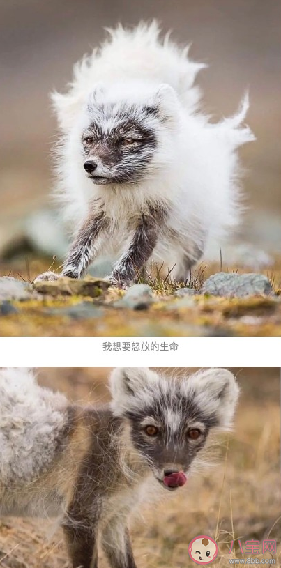 北极狐遇上换毛期是怎样的 ​北极狐换毛期是什么时候