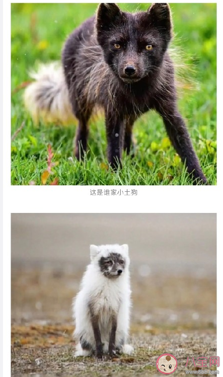北极狐遇上换毛期是怎样的 ​北极狐换毛期是什么时候