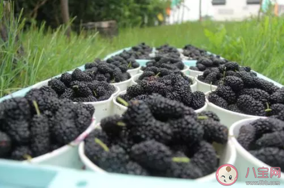 桑葚干洗的时候掉色吗 桑葚干吃多了会伤胃吗