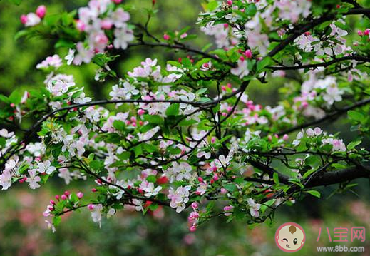天街小雨润如酥草色遥看近却无描写的时令是 支付宝蚂蚁庄园19日问题