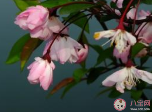 天街小雨润如酥草色遥看近却无描写的时令是 支付宝蚂蚁庄园19日问题