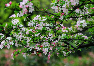 天街小雨润如酥草色遥看近却无描写的时令是 支付宝蚂蚁庄园19日问题