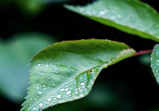 你好春天发朋友圈说说 春天到来了唯美心情文案