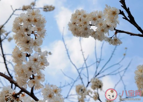 关于春日的阳光唯美句子 春天暖阳的心情说说 关于春日的阳光唯美句子 春天暖阳的心情说说
