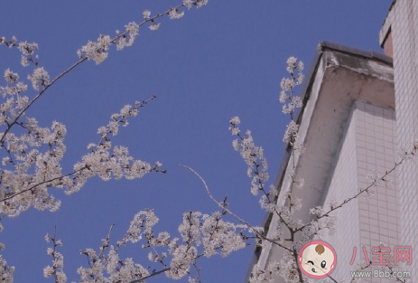 关于春日的阳光唯美句子 春天暖阳的心情说说 关于春日的阳光唯美句子 春天暖阳的心情说说