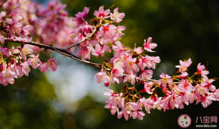 2021樱花盛开的唯美句子说说 2021赏樱花的朋友圈句子