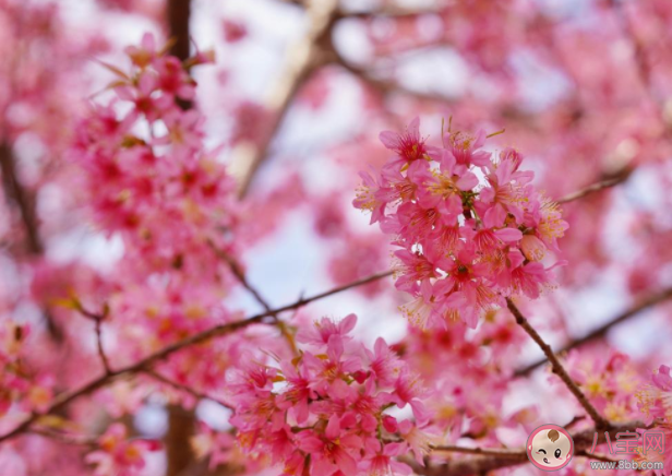 2021樱花盛开的唯美句子说说 2021赏樱花的朋友圈句子