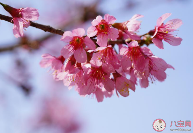 2021樱花盛开的唯美句子说说 2021赏樱花的朋友圈句子