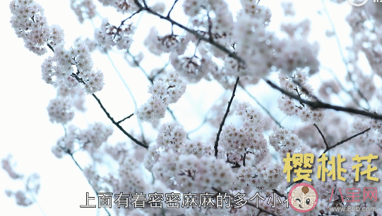 樱花和樱桃花是同一种花吗 樱花和樱桃花具体区别是什么 樱花和樱桃花是同一种花吗 樱花和樱桃花具体区别是什么