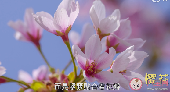 樱花和樱桃花是同一种花吗 樱花和樱桃花具体区别是什么 樱花和樱桃花是同一种花吗 樱花和樱桃花具体区别是什么