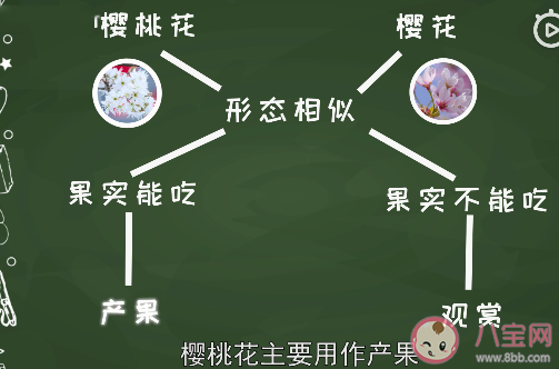 樱花和樱桃花是同一种花吗 樱花和樱桃花具体区别是什么 樱花和樱桃花是同一种花吗 樱花和樱桃花具体区别是什么