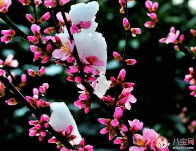 2021会有倒春寒吗 倒春寒天气一般发生在什么时候