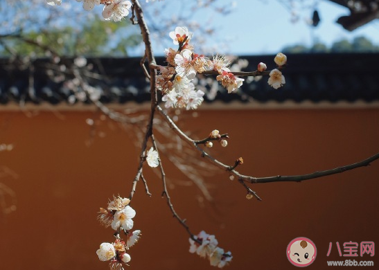 关于迎接春天的到来的心情句子 冬去春来感慨感言大全