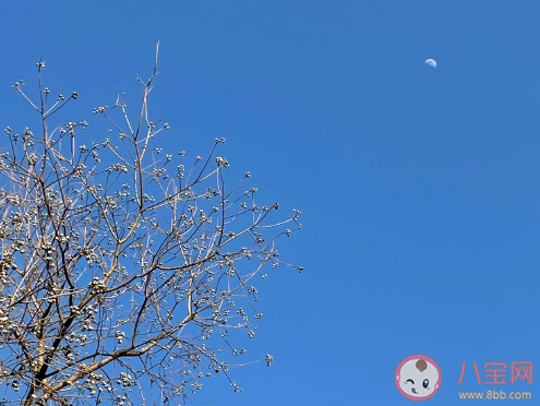 关于迎接春天的到来的心情句子 冬去春来感慨感言大全