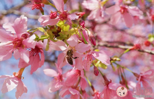 关于迎接春天的到来的心情句子 冬去春来感慨感言大全